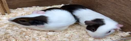 Guinea Pig rodents for sale: A pair of sisters - Dutch golden agouti - Advert 2