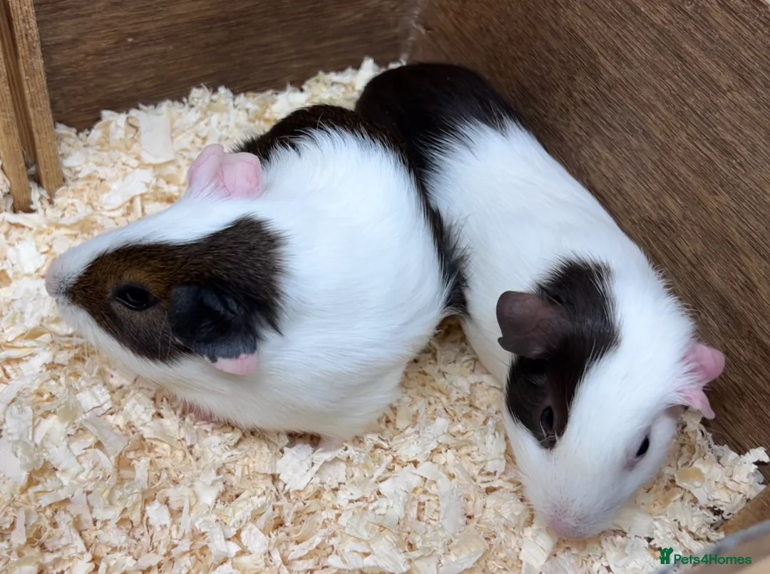 Guinea Pig rodents for sale: A pair of sisters - Dutch golden agouti - Advert 2