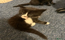 Mixed Breed cats for sale: Litter of 3 female kittens  - Image 4
