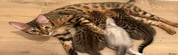 Bengal cats for sale: 3 pure bengals boys available  - Advert 3
