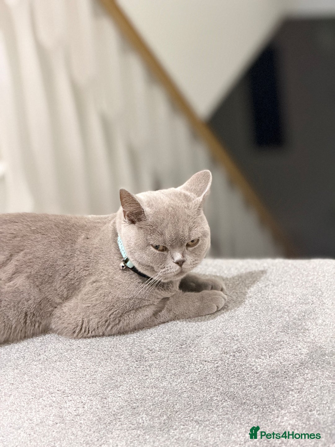 British Shorthair cats for sale: British shorthair  - Advert 1