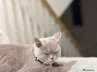 British Shorthair cats British shorthair - Advert 1