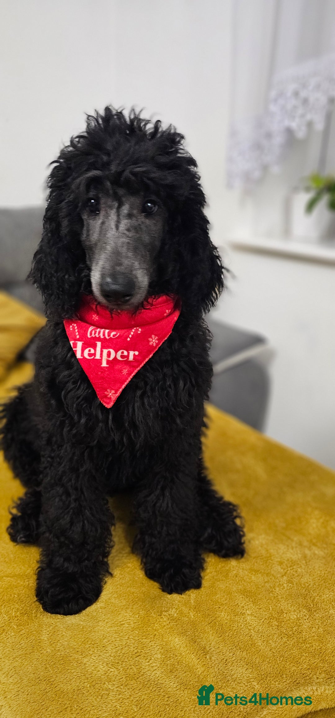 Standard Poodle dogs for sale: KC standard poodle Silver girl for sale ! - Advert 3