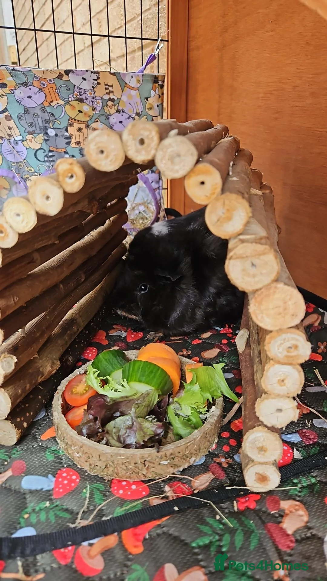 Guinea Pig rodents for sale: Bonded male piggies looking for a new home  - Advert 3