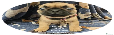 Frug Puppy 5