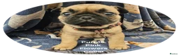 Frug dogs for sale: FRUG puppies looking for loving, forever homes now - Advert 12