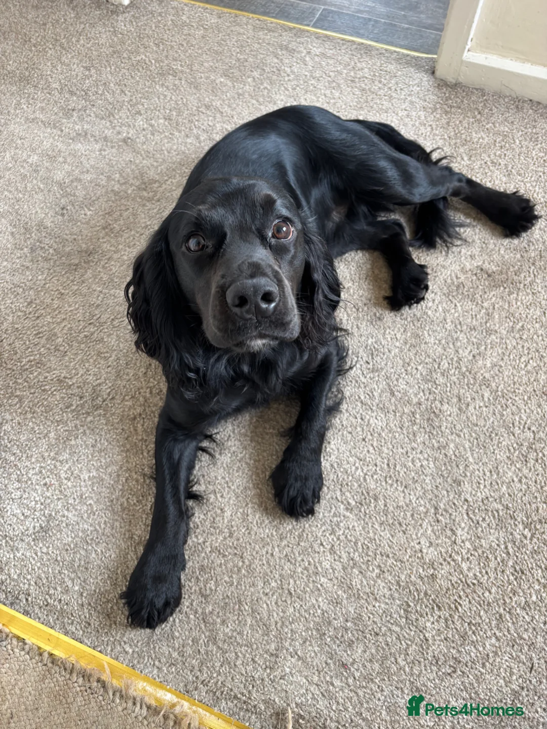 Cocker Spaniel dogs for sale: Stunning litter of 5 Cocker Spaniel puppies! - Advert 2