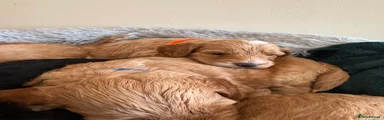Cockapoo 4