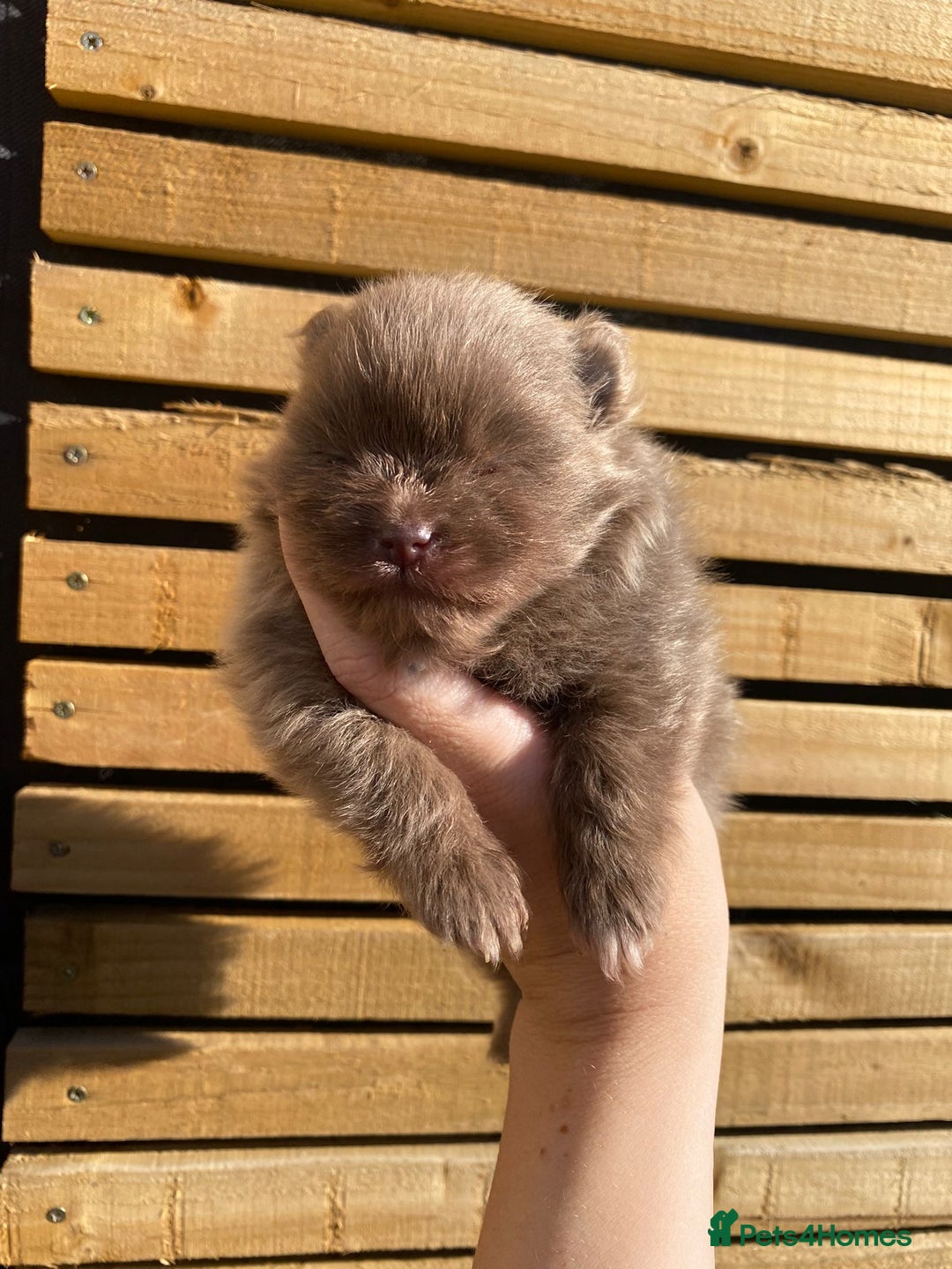 Pomeranian dogs for sale: outstanding true to typ pomeranian puppy's  - Image 9