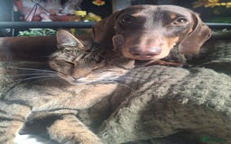 Dachshund dogs for sale: Experienced Dachshund owner only. - Image 3