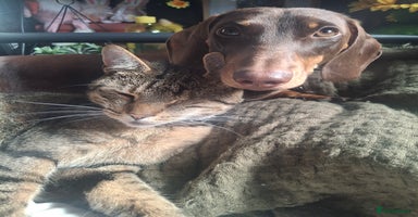 Dachshund dogs - Advert 1