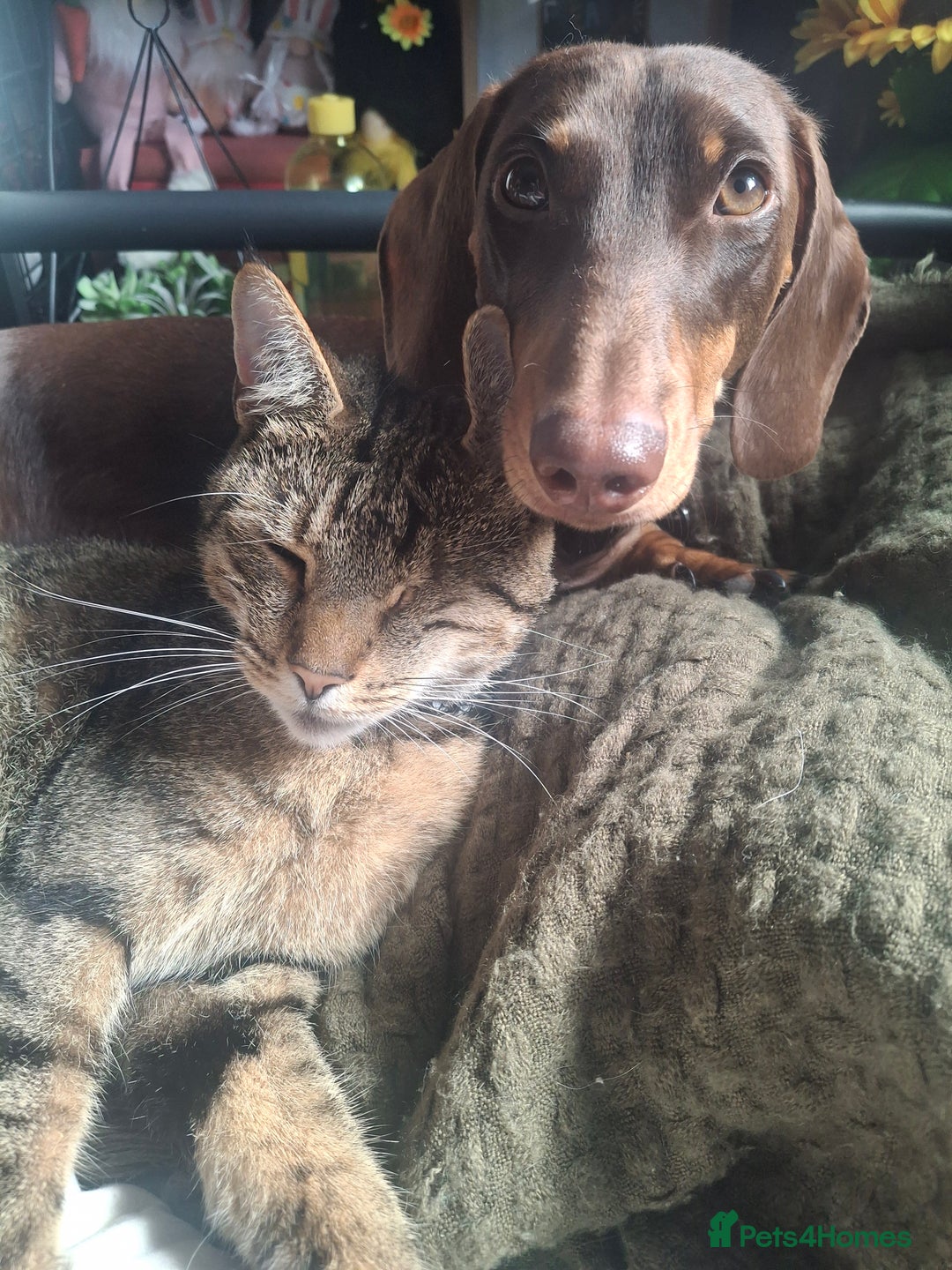 Dachshund dogs for sale: Experienced Dachshund owner only. - Image 3