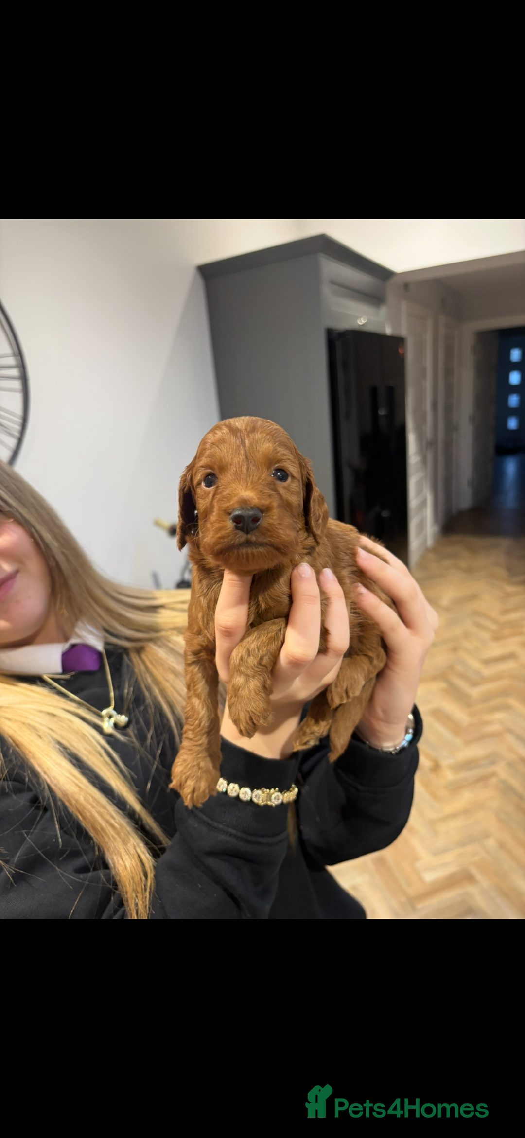Cockapoo dogs for sale: Beautiful deep red f1b cockapoos  - Image 2