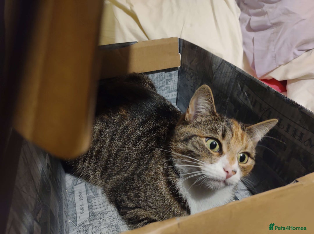 Bengal cats for sale: Bengal Stud & Tortie Queen for sale - Image 12