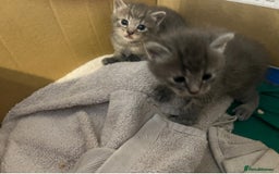 Mixed Breed cats for sale: Grey kittens - Image 5