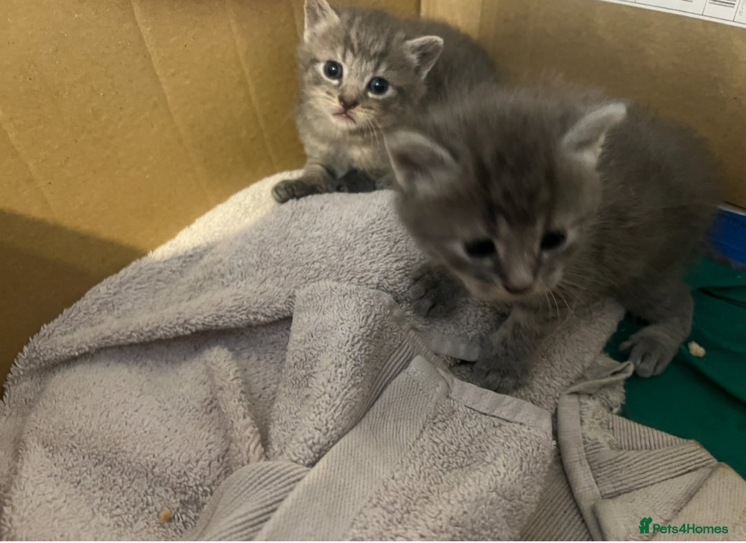 Mixed Breed cats for sale: Grey kittens - Image 5