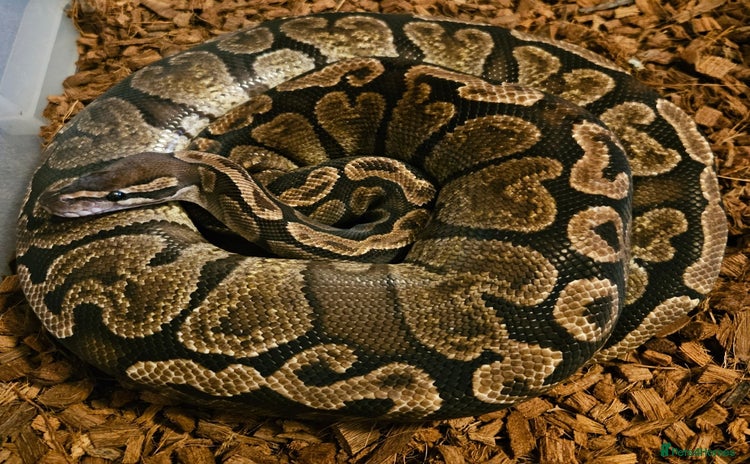 Python Snake reptiles in Sleaford - Advert 2