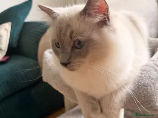 Ragdoll cats GCCF Active Ragdoll Male - Advert 2