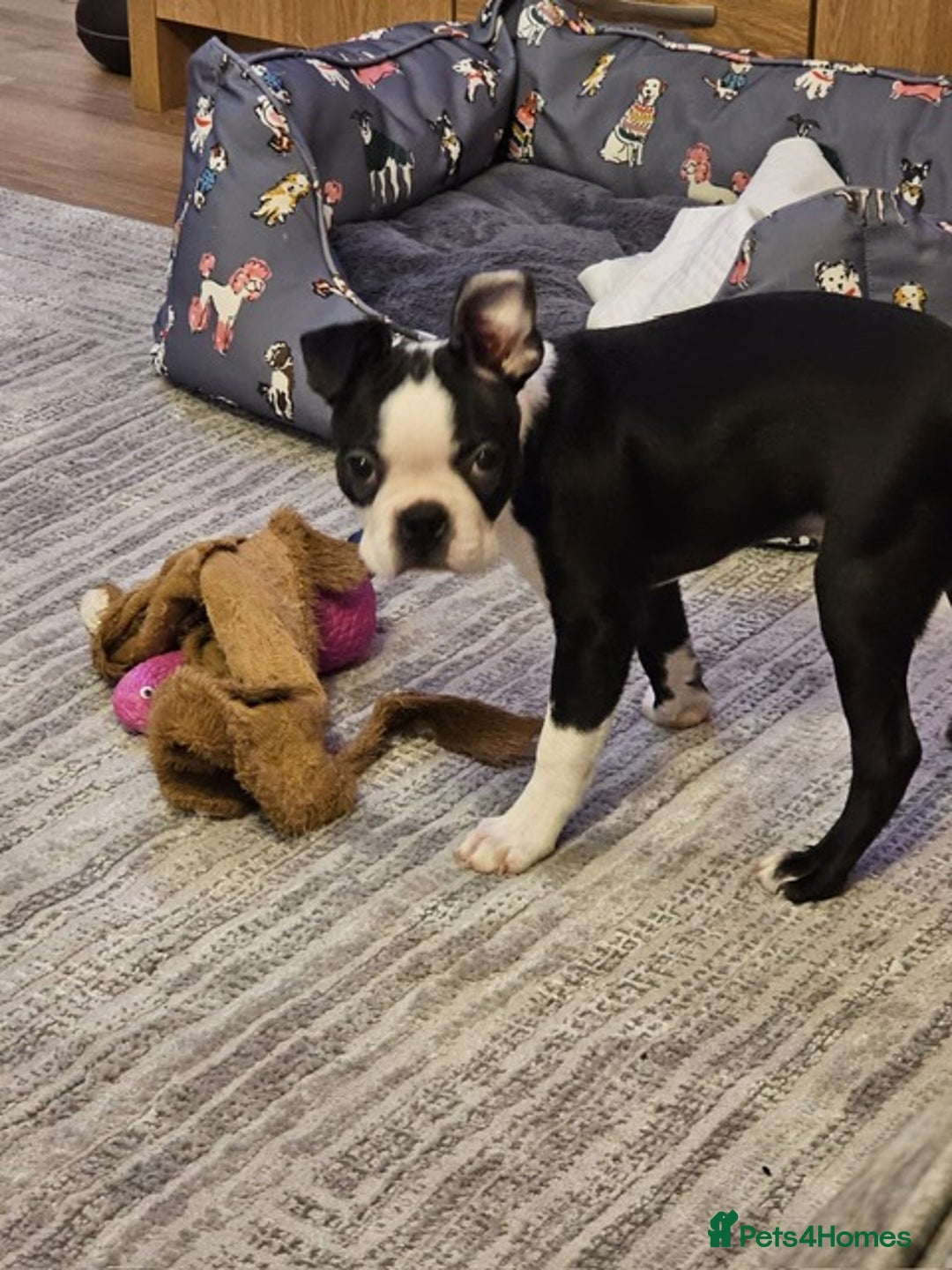 Boston Terrier dogs for sale: Boston Terrier Puppy Ready for His Forever Home - Advert 8