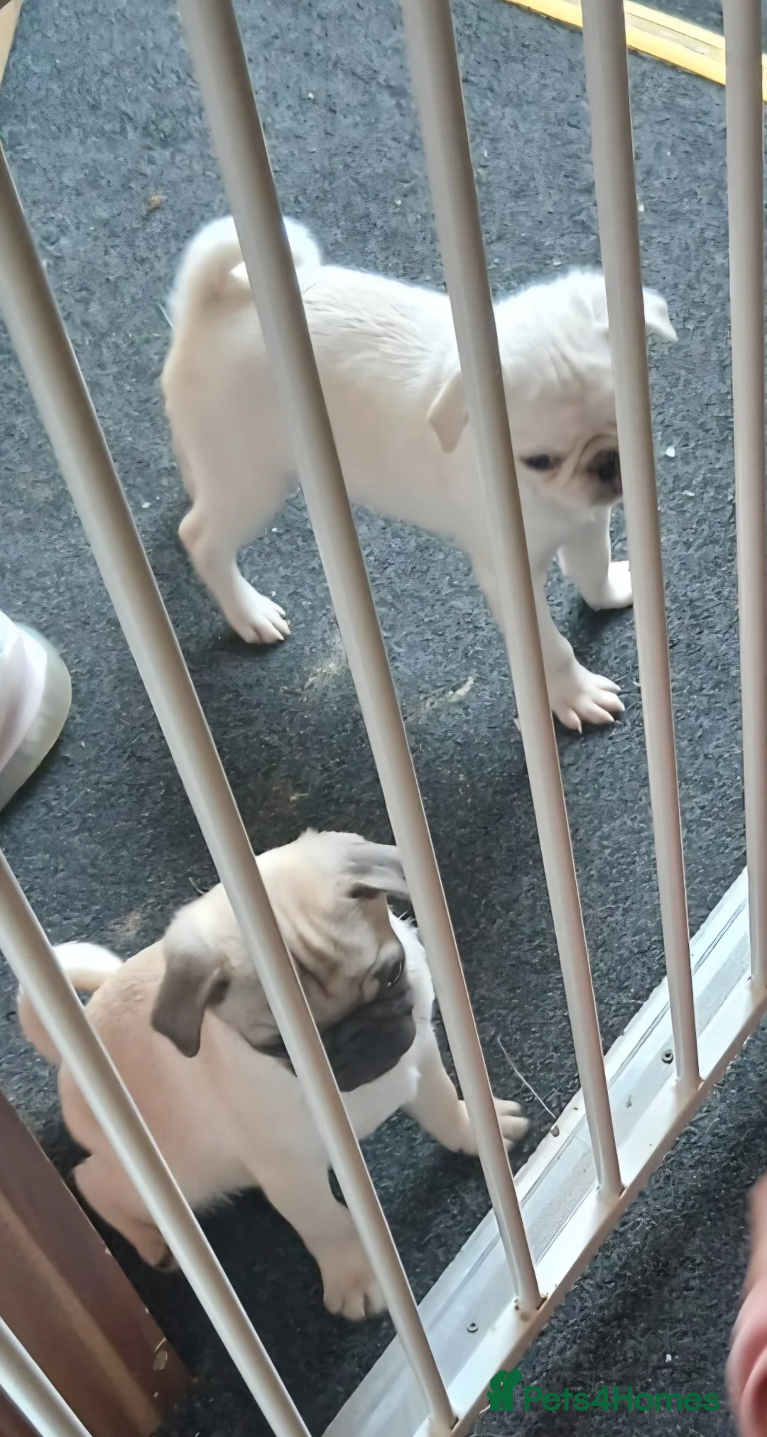 Pug dogs for sale: Adorable boy pugs in Coatbridge - Advert 5