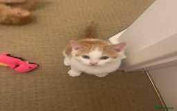 Mixed Breed cats for sale: Looking for forever home - Image 23