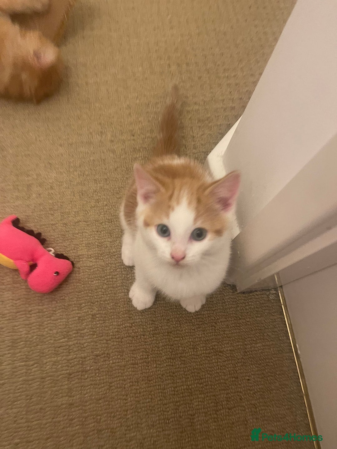 Mixed Breed cats for sale: Looking for forever home - Image 23