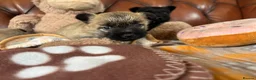 Cairn Terrier dogs for sale: KC Registered Cairn Terrier Pups - Advert 22
