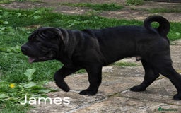 Shar Pei dogs for sale: Sujarah Shar Pei Puppies Available  - Image 7