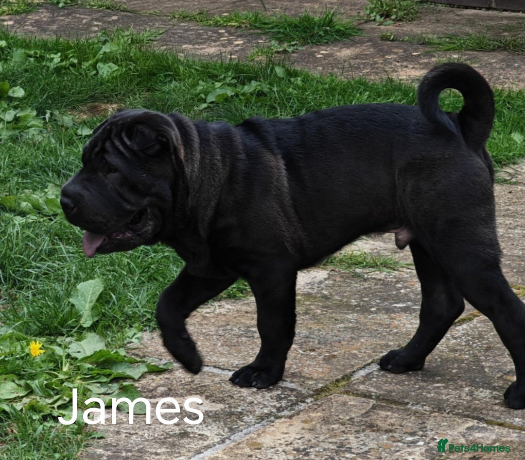 Shar Pei dogs for sale: Sujarah Shar Pei Puppies Available  - Image 7