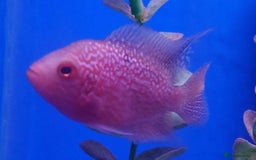 Other/Mixed Breed fish for sale: Fish Stock List - Updated Regularly  - Image 4