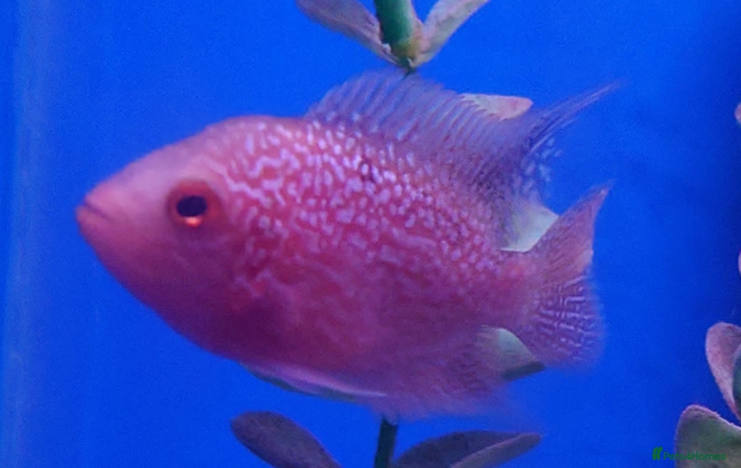 Other/Mixed Breed fish for sale: Fish Stock List - Updated Regularly  - Image 4