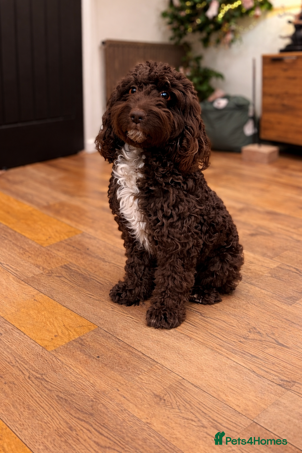 Mixed Breed dogs 🐾 Beautiful Bordoodle Puppies  - Advert 1