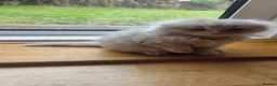 British Longhair cats for sale: Kittens lilack, blue fluffy boys, Scottish fold  - Advert 6