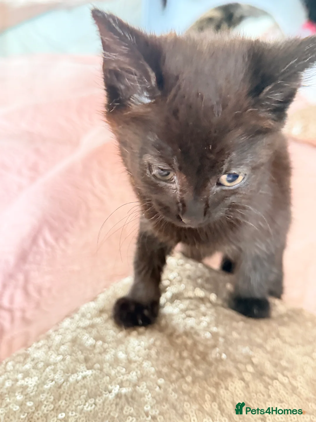 British Shorthair cats for sale: Purr-fect  **  Kittens Ready for new home - Advert 26