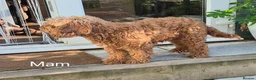 Cockapoo dogs for sale: Cockapoo F1b Puppies  - Advert 9