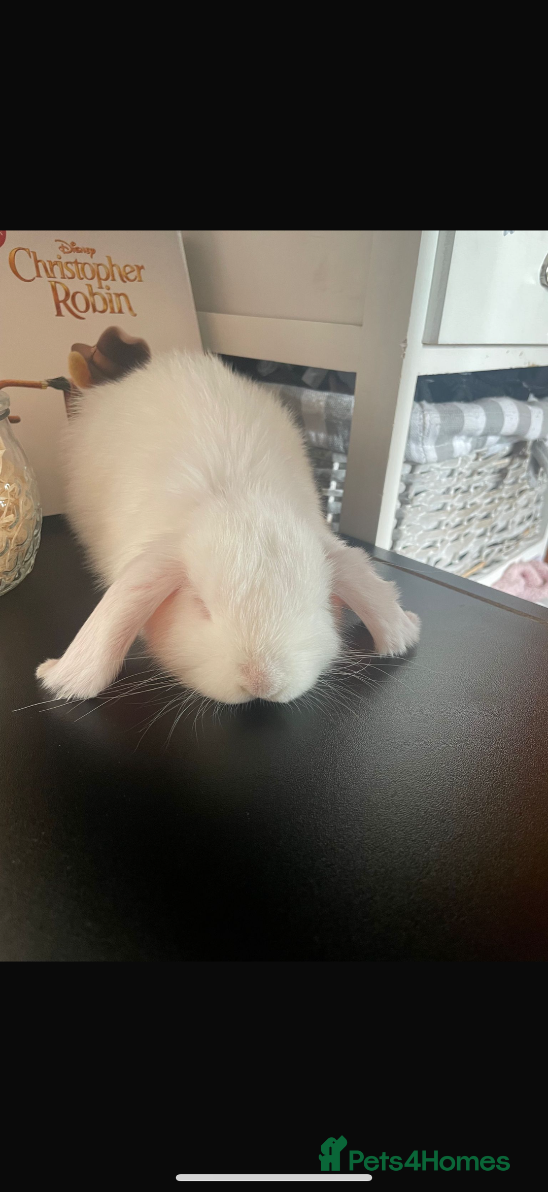 Mini Lop rabbits for sale: Cute, friendly white female mini lop bunny  - Advert 8
