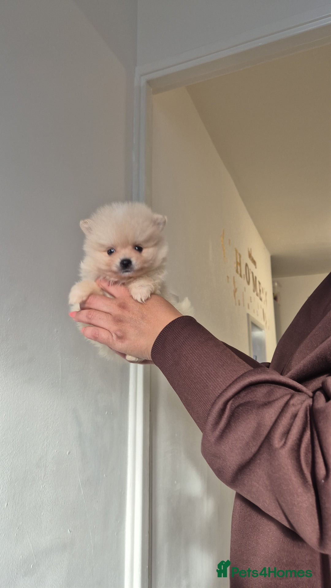 Pomeranian dogs for sale: HIGH QUALITY TEDDY Face POMERANIAN ** 💕💞💓💞💕 - Image 12