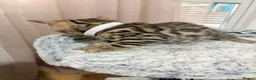 Bengal cats for sale: Quality Bengal kittens in Harrow - Advert 7