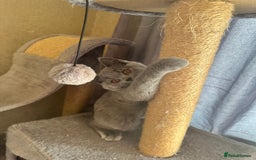 British Shorthair cats for sale: 💙 3 Gorgeous British Blue Kittens Available 💙 - Image 2