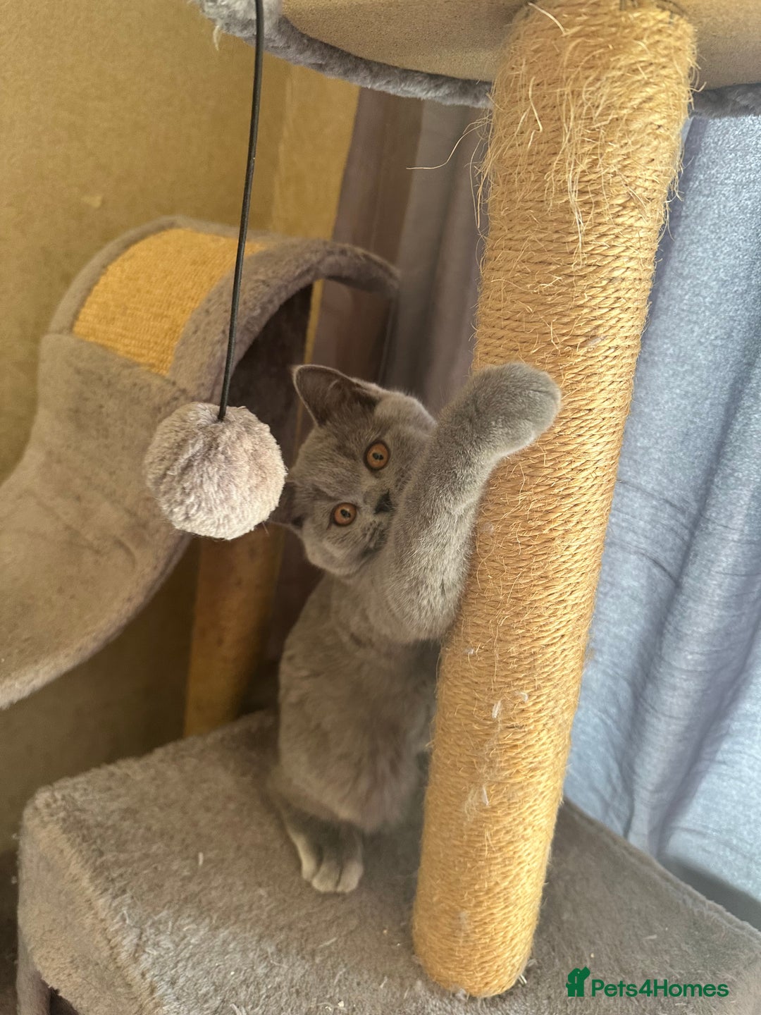British Shorthair cats for sale: 💙 3 Gorgeous British Blue Kittens Available 💙 - Image 2