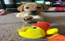 Labrador Retriever dogs for sale: beautiful female labrador puppy  - Image 5