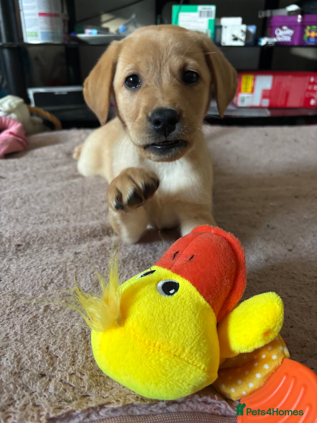 Labrador Retriever dogs for sale: beautiful female labrador puppy  - Image 5