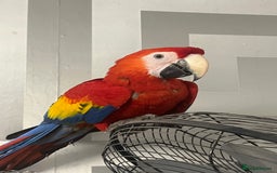 Macaws birds for sale: TALKING BABY MALE SCARLET MACAW WITH FULL PAPERS - Advert 1