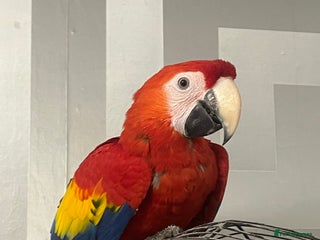 Macaws birds - Advert 14