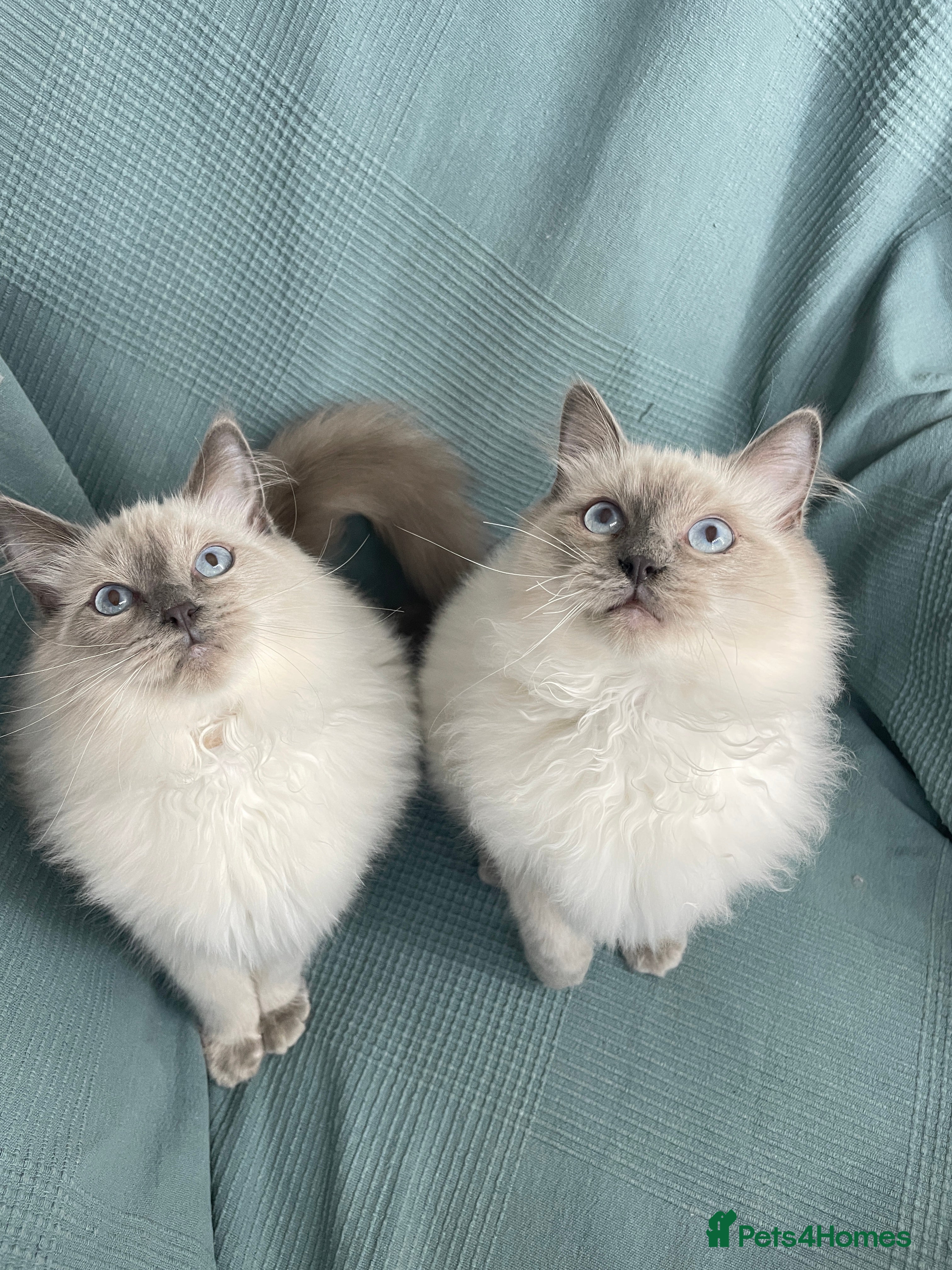 Ragdoll cats Ragdoll male kittens  - Advert 13