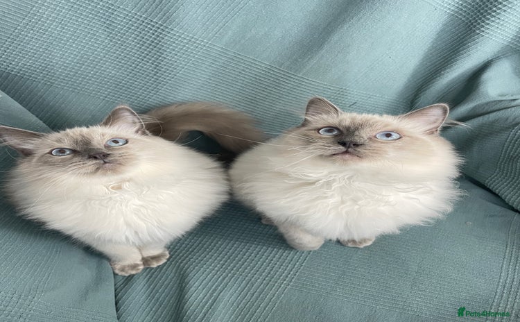 Ragdoll cats - Advert 1