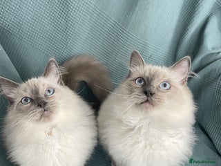 Ragdoll cats - Advert 4
