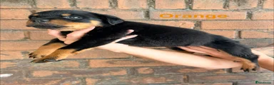 FEMALE - Orange collar 