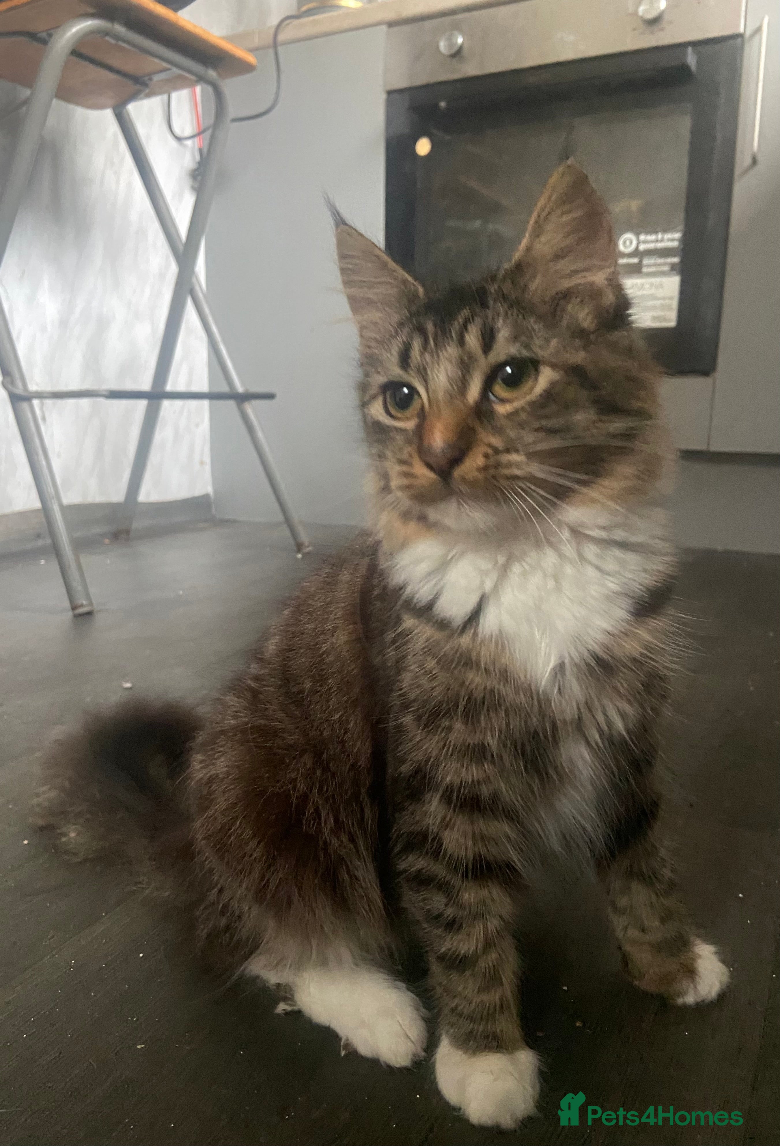 Maine Coon cats 3/4 Maine Coon Female 6 month old - Advert 17