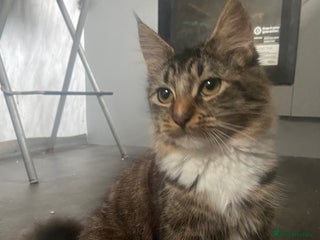 Maine Coon cats 3/4 Maine Coon Female 6 month old - Advert 17